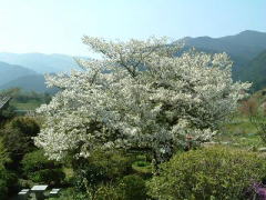 大島桜
