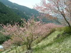 八重桜