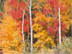 紅葉1
