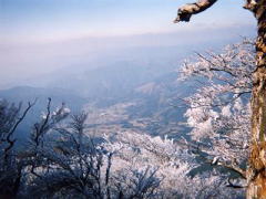 樹氷2