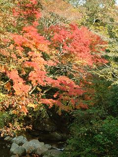 紅葉1