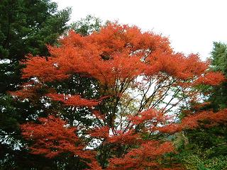 紅葉3